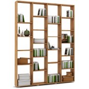 дуб золотистый