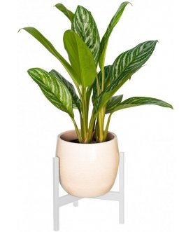 Цветочница Trinity 25