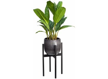 Цветочница Oxalis 40