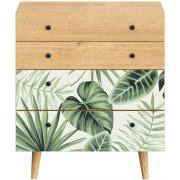 monstera / робиния брэнсон