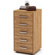 дуб золотистый