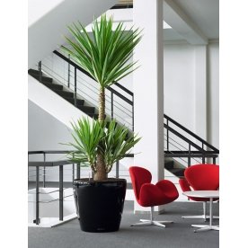 Кашпо Lechuza 14500 CLASSICO 60 без системы автоп