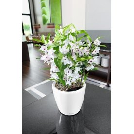 Кашпо Lechuza 16067 CLASSICO LS 35