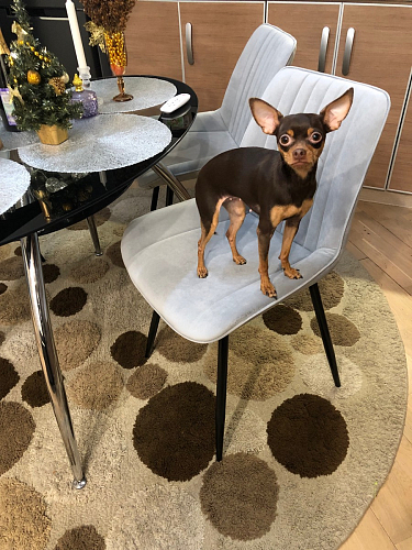 Стул на металлокаркасе Седа К латте / черный фото покупателя 225