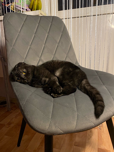 Стул на металлокаркасе Fox gray / black фото покупателя 2