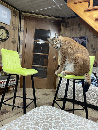 Барный стул Derry G062-10 шоколадный велюр фото покупателя 2