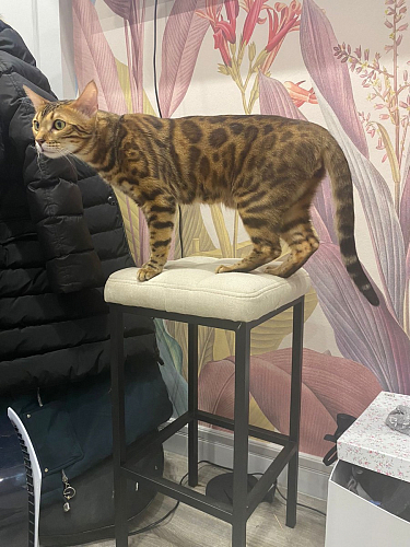 Барный стул Лофт микровелюр катания изумруд / черный матовый фото покупателя 81