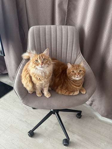 Компьютерное кресло Dublin/Дублин хром / вельвет графит фото покупателя 21