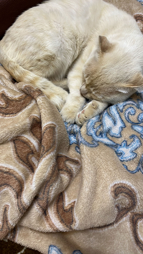 Компьютерное кресло Zero/Зеро оранжевый 18 фото покупателя 281