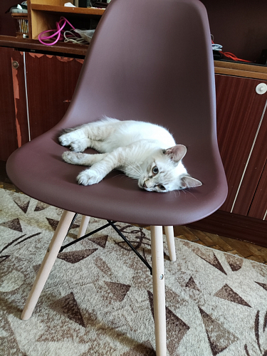 Стул Eames PC-015 yellow фото покупателя 423