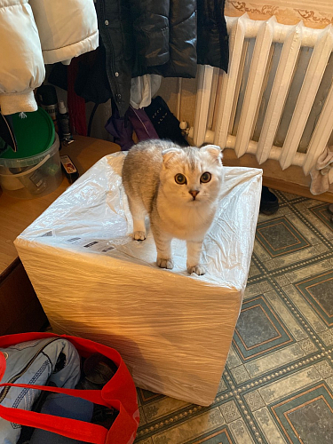 Стул на металлокаркасе Gabi dark beige / black / silver фото покупателя 757