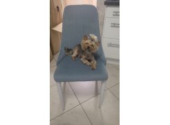 Стул на металлокаркасе Kora white фото покупателя 157