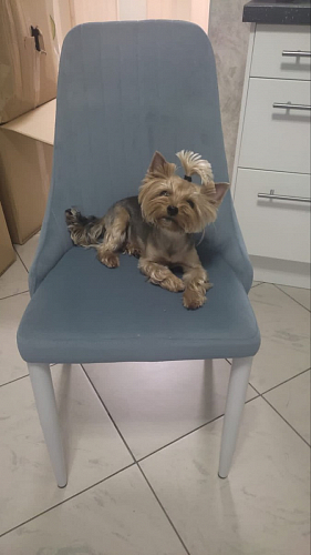 Стул на металлокаркасе Kora light blue / white фото покупателя 157