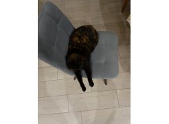 Стул на металлокаркасе Чилли светло-серый / черный фото покупателя 528