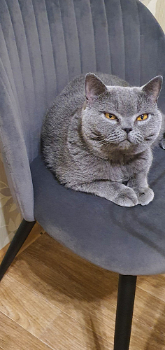 Стул на металлокаркасе Gabi 1 dark gray / black фото покупателя 856