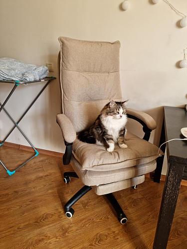 Компьютерное кресло Rapid серое фото покупателя 40