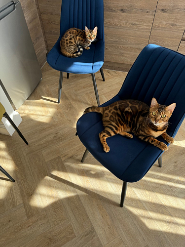 Стул на металлокаркасе Седа К кирпичный / черный фото покупателя 55