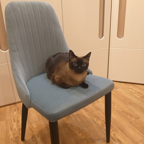 Стул на металлокаркасе Kora dark gray / black фото покупателя 165