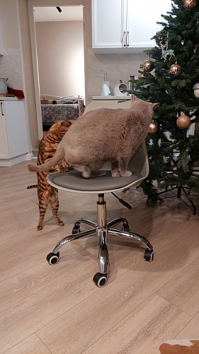 Компьютерное кресло Kolin с подушкой clear / white фото покупателя 449