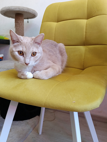 Стул на металлокаркасе Чилли черный / зеленый фото покупателя 1218