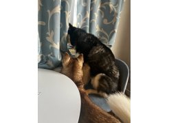 Стул на металлокаркасе Gabi gray / black фото покупателя 75