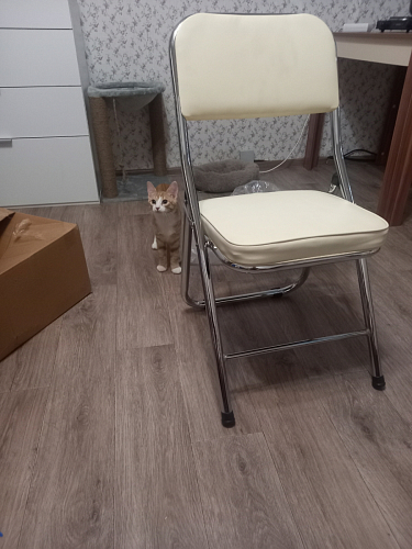 Стул Chair раскладной белый фото покупателя 55