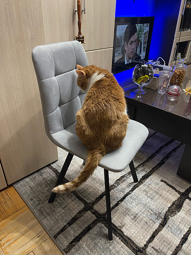 Стул на металлокаркасе Чилли бежевый / белый каркас фото покупателя 710