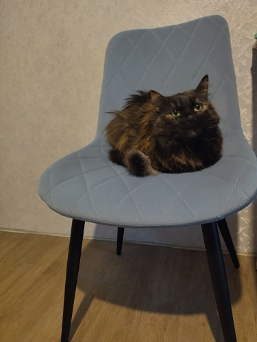 Стул на металлокаркасе Fox light blue / black фото покупателя 9