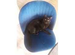 Стул на металлокаркасе Gabi blue / black фото покупателя 440