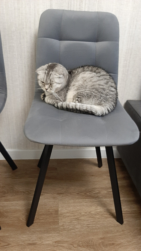 Стул на металлокаркасе Чилли бирюзовый / черный фото покупателя 1454