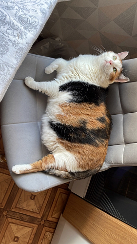 Стул на металлокаркасе Челси бежевый / черный фото покупателя 89