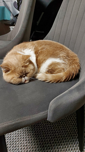 Стул на металлокаркасе Kora wine red / black фото покупателя 226