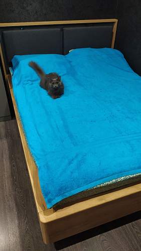 Двуспальная кровать Клауд 160х200 парящая дуб крафт золотой / антрацит фото покупателя 516