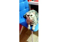 Стул на металлокаркасе Чилли светло-серый / черный фото покупателя 285