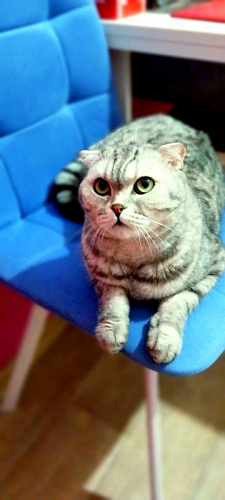 Стул на металлокаркасе Чилли К черный / зеленый фото покупателя 285