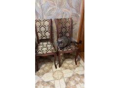 Деревянный стул Фабиано 308 камелия / ромб 01 фото покупателя 2
