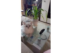 Журнальный столик CT1-052 white фото покупателя 8