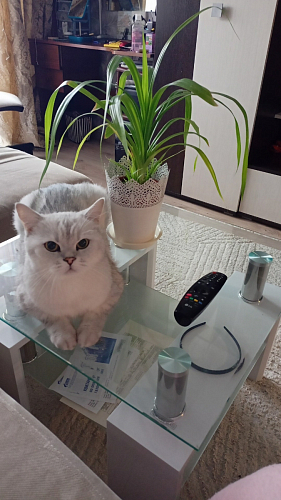 Журнальный столик ST-052 wenge фото покупателя 8