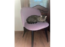 Стул на металлокаркасе Gabi 1 бежевый / черный с серебряными наконечниками фото покупателя 762