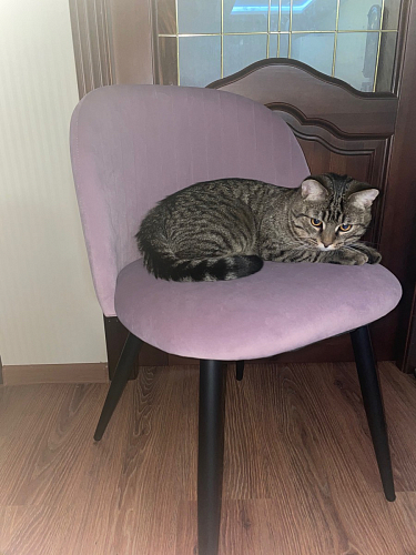 Стул на металлокаркасе Gabi gray / black фото покупателя 762