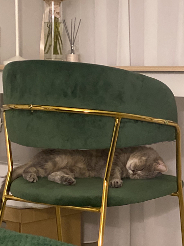 Стул на металлокаркасе Kamelia голубой / голубой / золотой фото покупателя 72