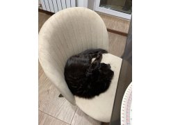 Стул на металлокаркасе Gabi 1 gray / black фото покупателя 738