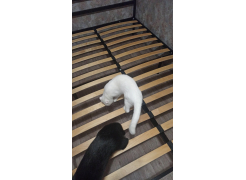 Односпальная кровать Фади 80х200 черная фото покупателя 502