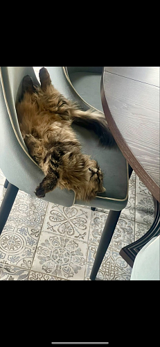 Стул на металлокаркасе Kora light blue / white фото покупателя 193