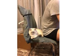 Стул Basit light grey fabric фото покупателя 36