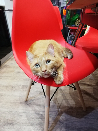Стул Eames PC-015 белый фото покупателя 135