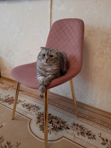 Стул на металлокаркасе Dabl green фото покупателя 97