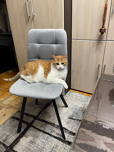 Стул на металлокаркасе Чилли К светло-серый велюр / черный каркас фото покупателя 705