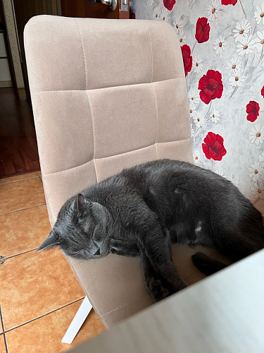 Комплект стульев Чилли 2 шт бежевый / черный фото покупателя 1098