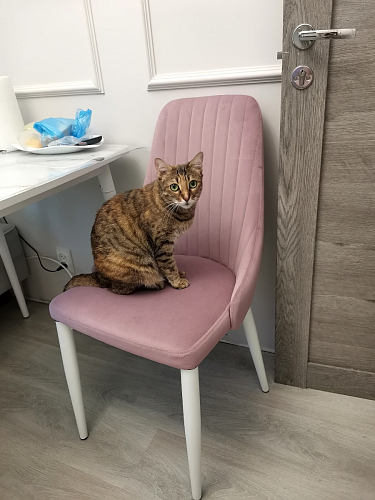 Стул на металлокаркасе Kora beige / black фото покупателя 187